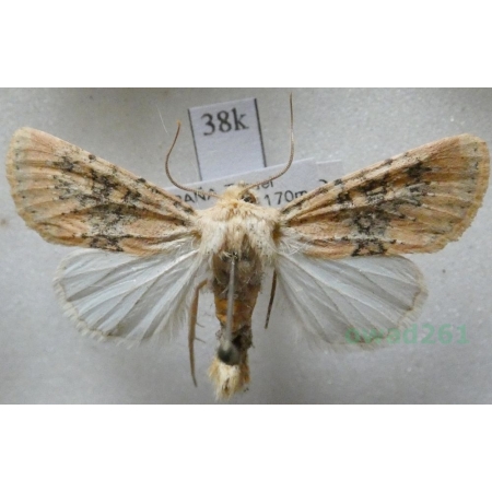 Polymixis argillaceago (Hübner, 1822) Spain38k